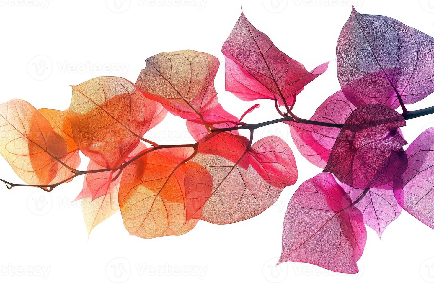 Colorful bougainvillea leaves with vibrant hues on a transparent white backdrop, adding a touch of tropical beauty photo