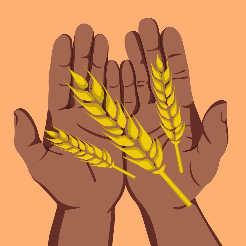 Human hands holding ears of wheat. vector