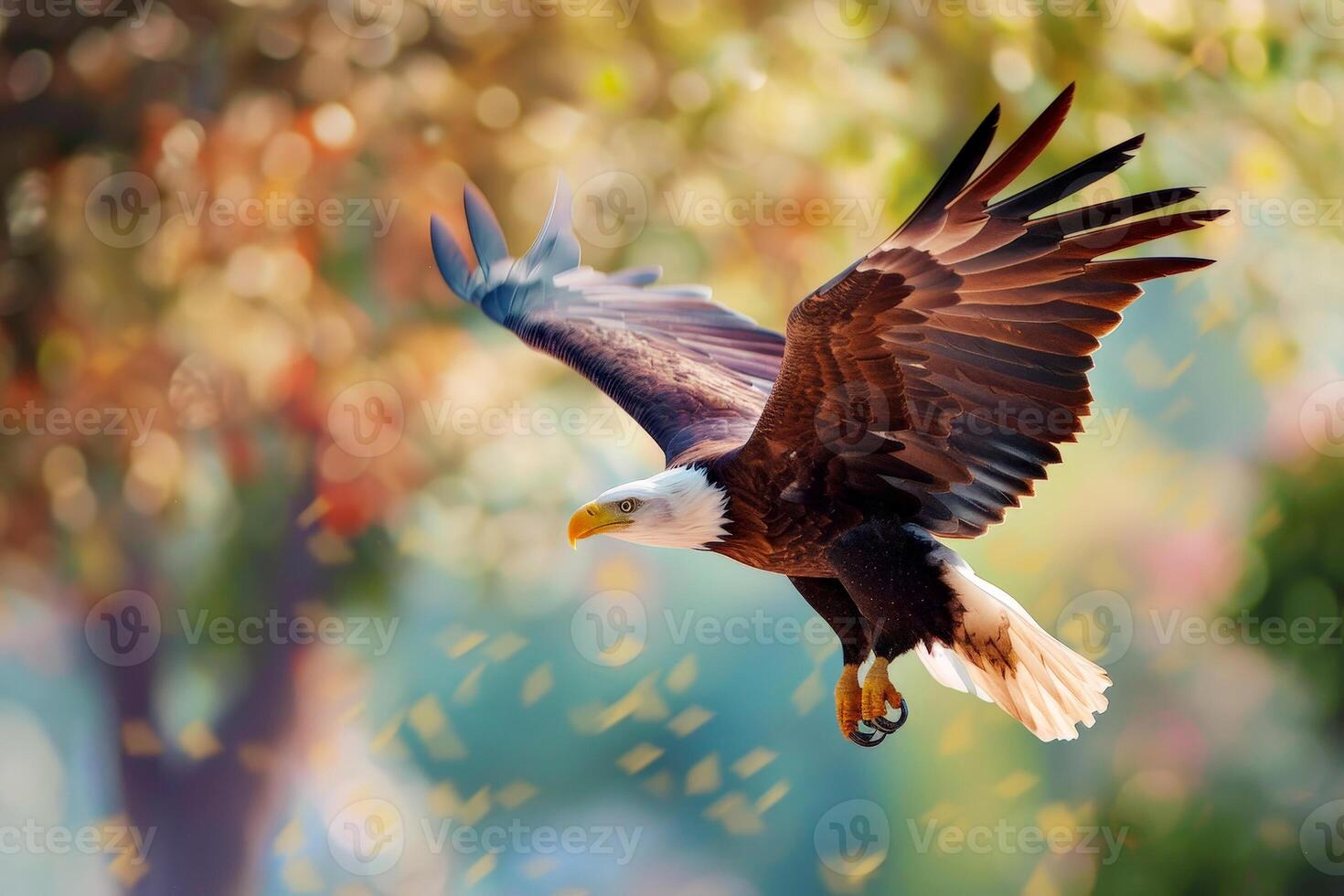 A large American eagle is flying through the air with its wings spread wide. photo