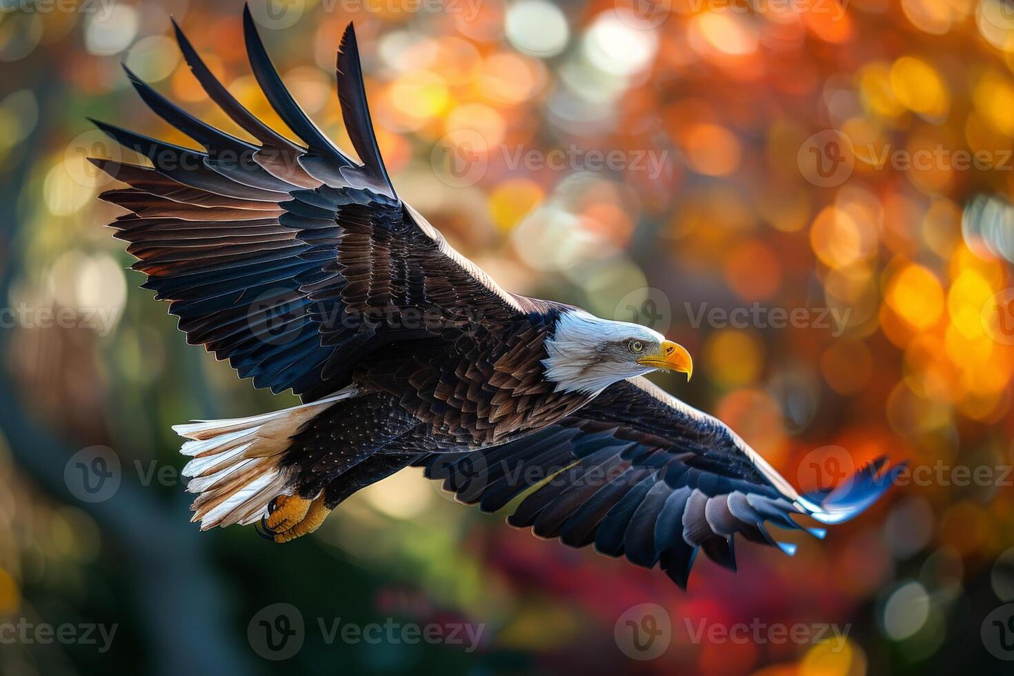 A large American eagle is flying through the air with its wings spread wide. photo