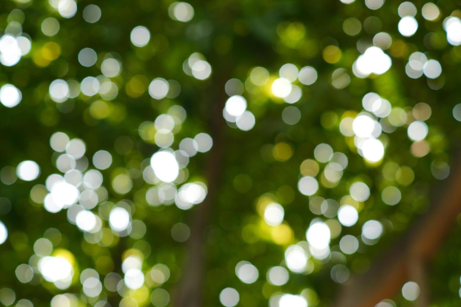 blurred photograph of forest tree, out of focus photograph. photo