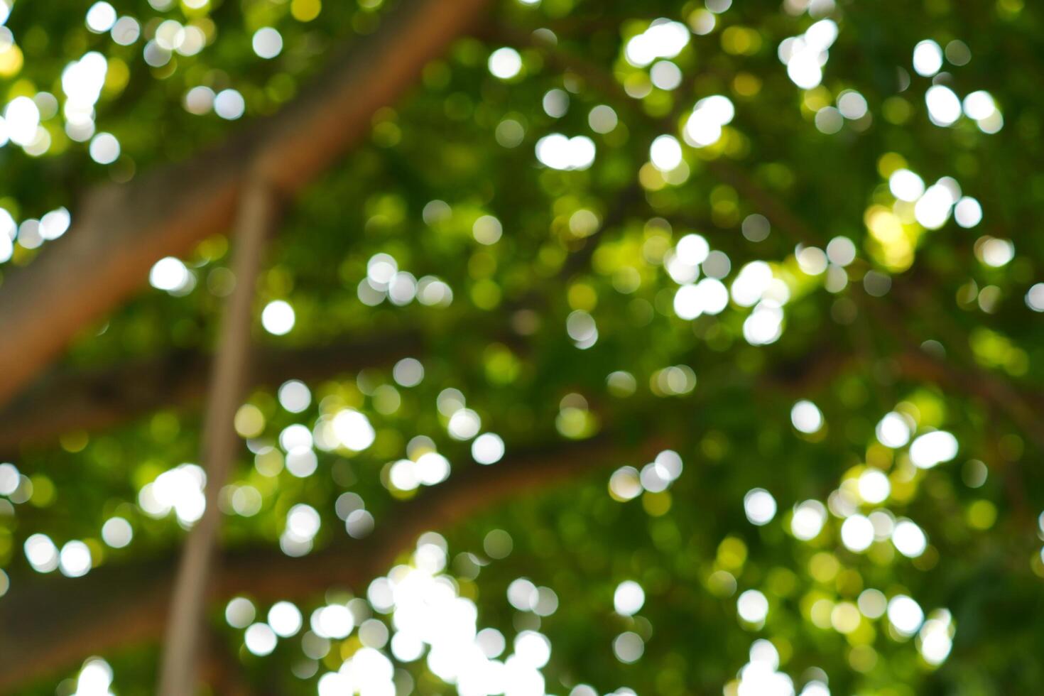 blurred photograph of forest tree, out of focus photograph. photo