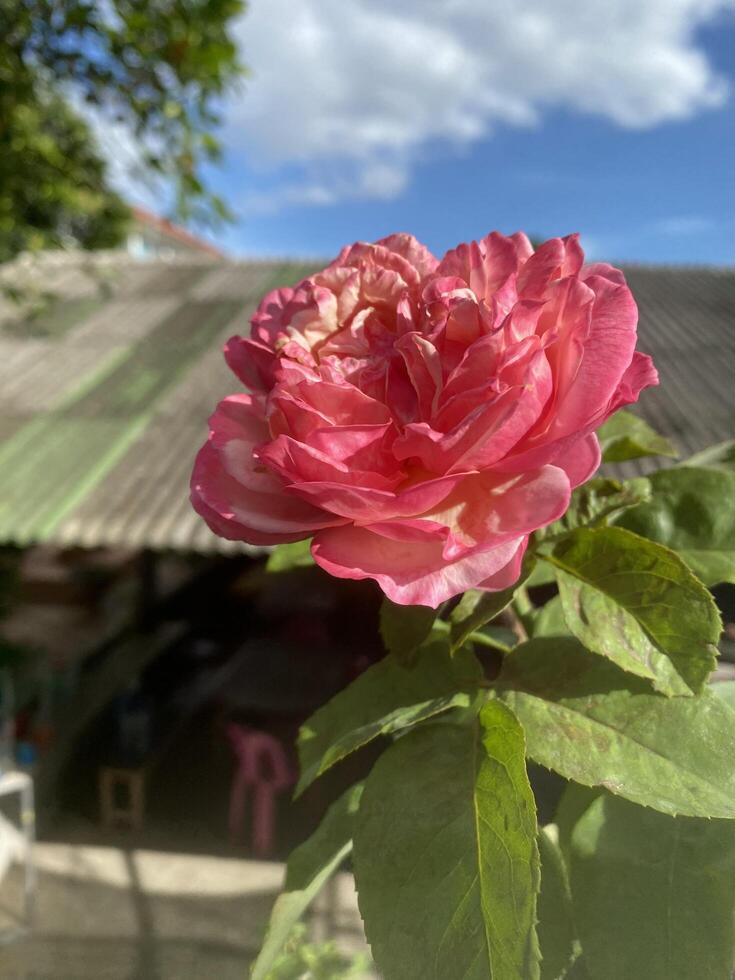Pink rose flower on garden, isolated pink rose flower, pink rose flower for love romance, Makes you feel fresh, bright, and feels good. Use it to make perfume or beauty business. or a date about love photo