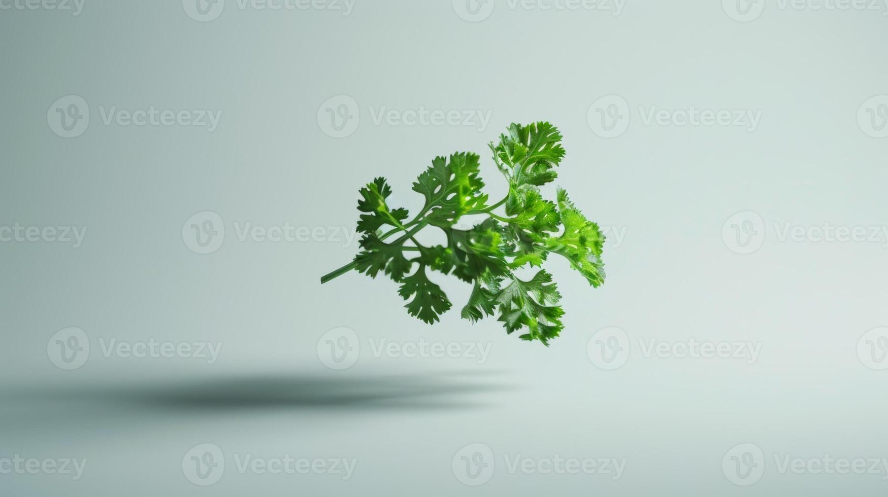 Minimalistic shot of a spinning slice of parsley photo