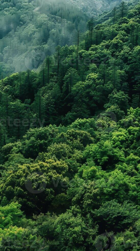 Lush evergreen forests providing year-round shelter photo