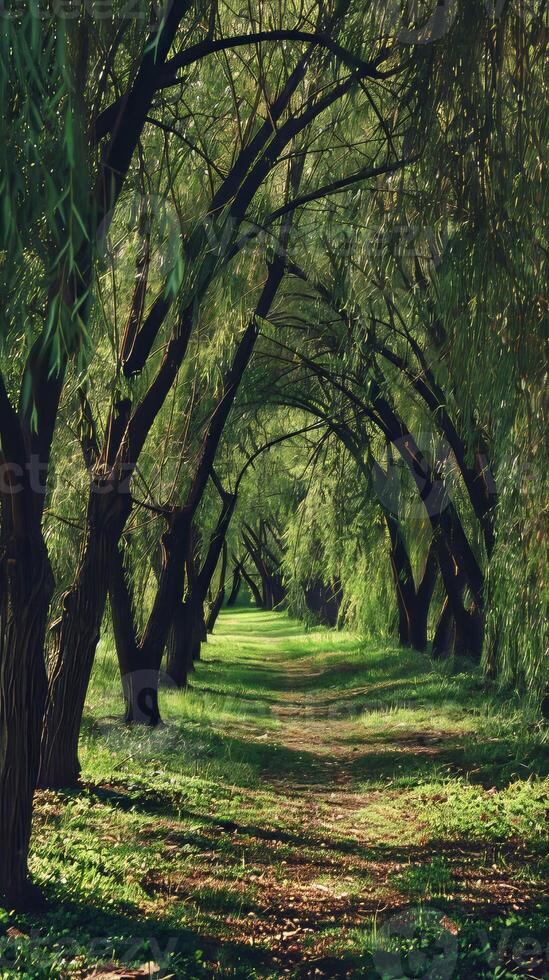 Majestic willow forests alive with the sound of rustling leaves photo