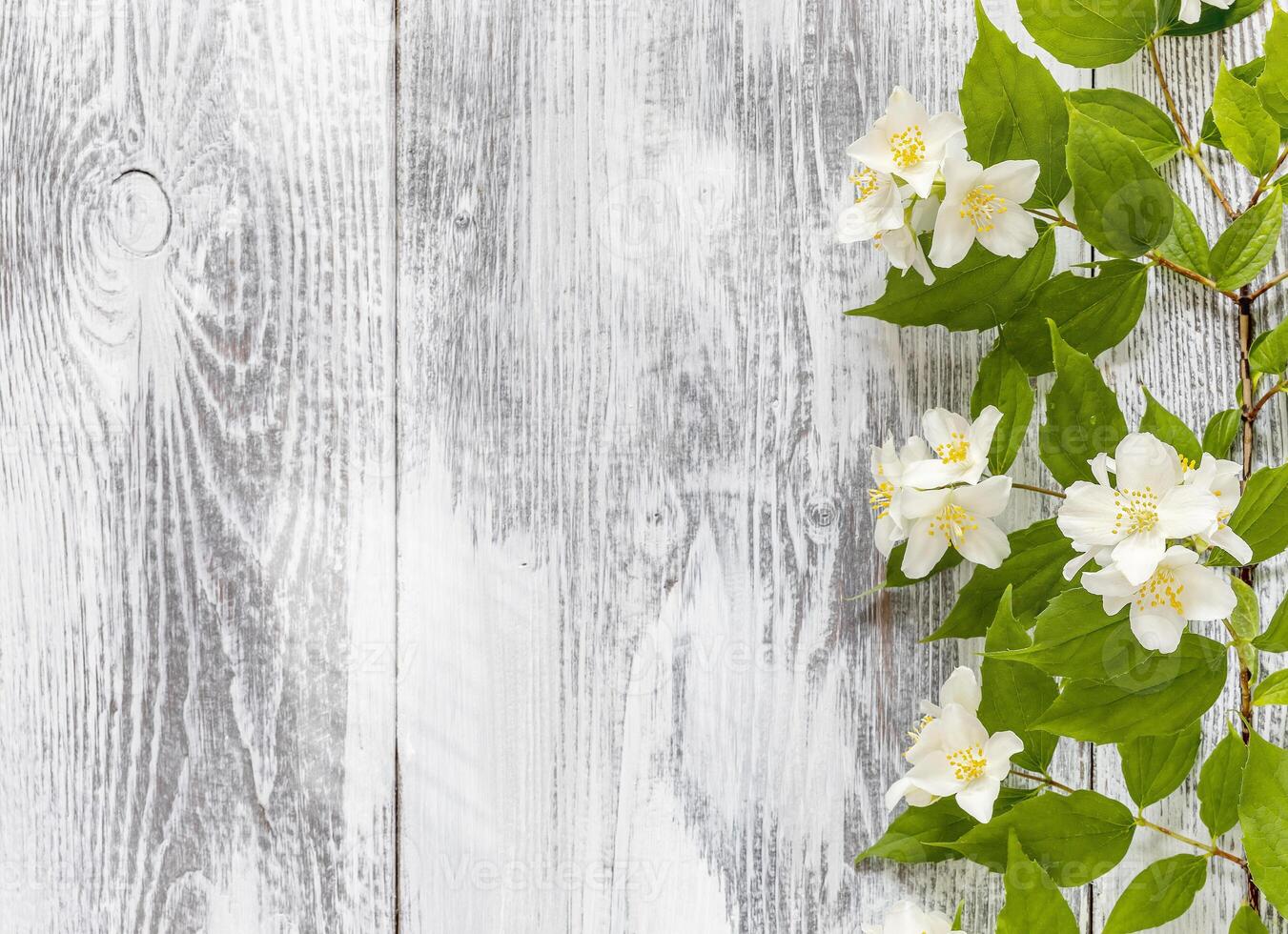 A branch of blooming jasmine on a white wooden background with sun glare photo