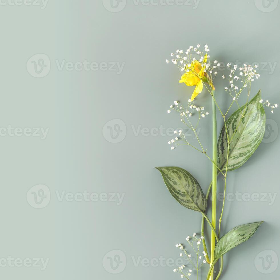 Spring composition with narcissus and gypsophila with large leaves on a blue background photo