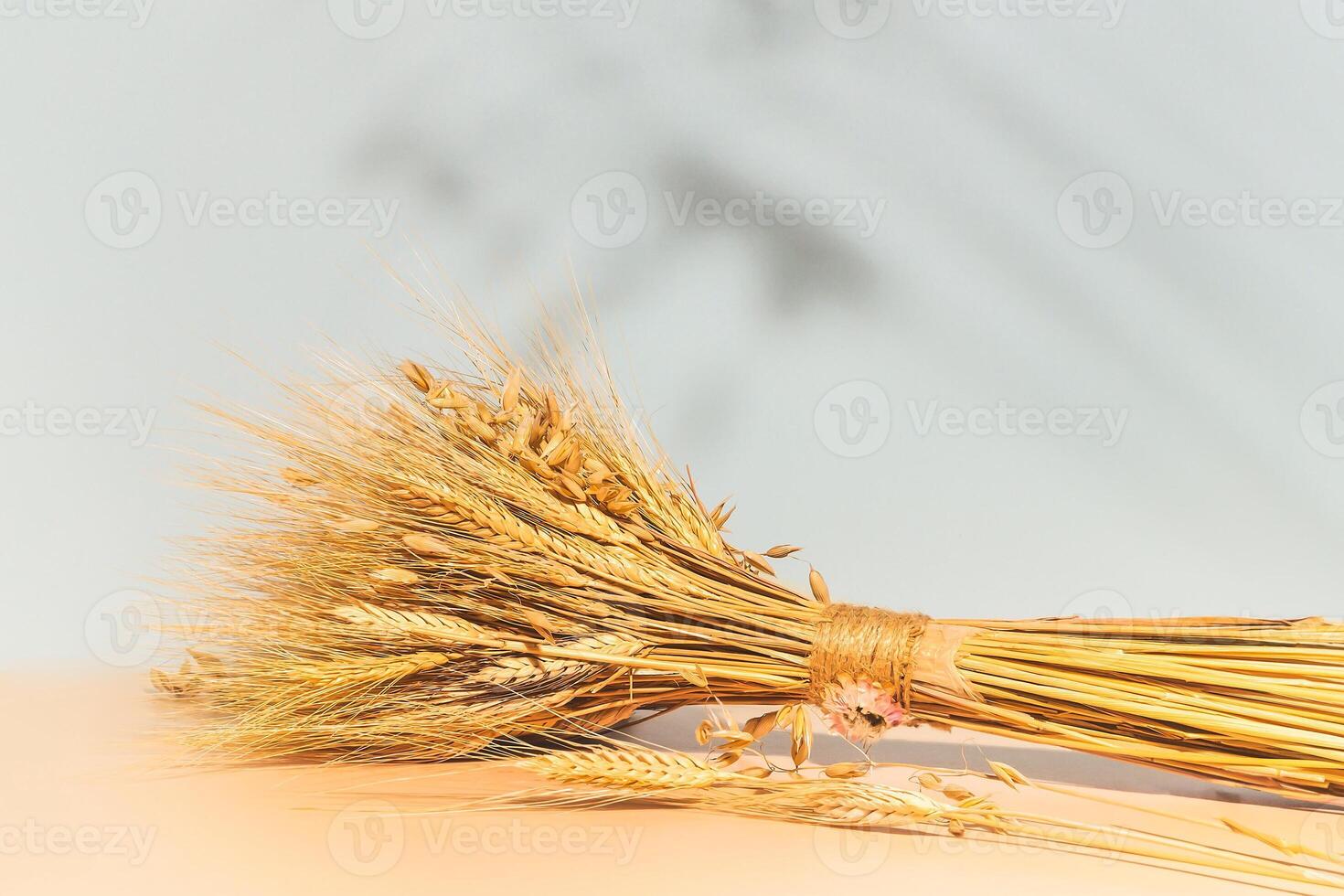 Summer background with a bouquet of wheat and barley ears and copy space photo