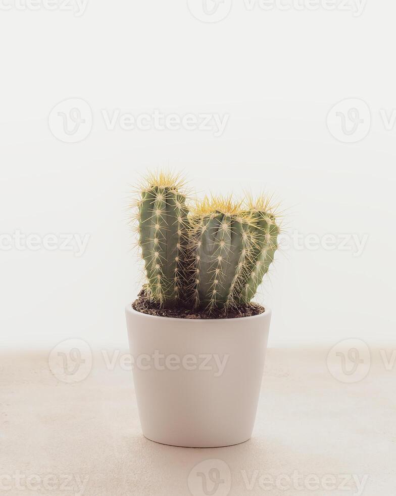Cactus in a round white pot on a light plain background with copy space photo