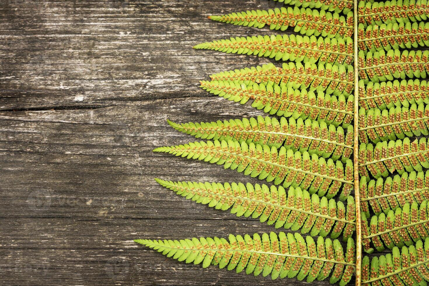 Fern leave on a brown, wooden background with place for text photo
