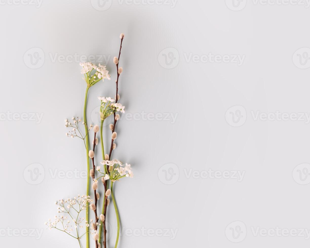 Willow twigs and alyssum on a blue background with copi space photo