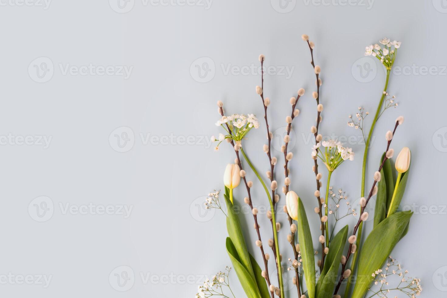 Willow twigs, tulips and alyssum on a blue background with copy space photo