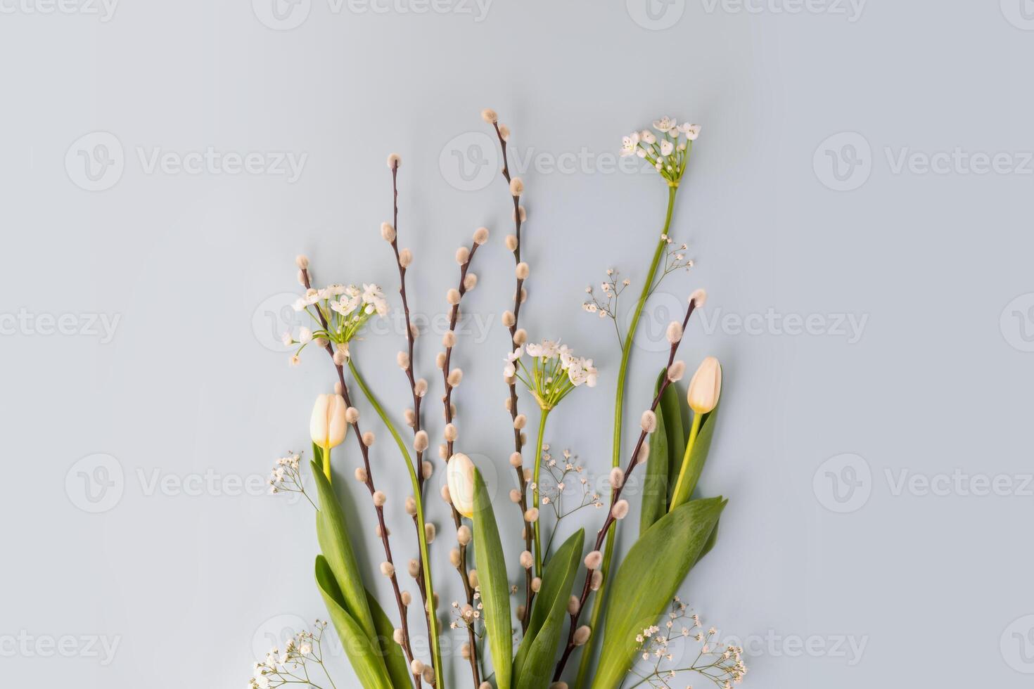 Willow twigs, tulips and alyssum on a blue background with copy space photo