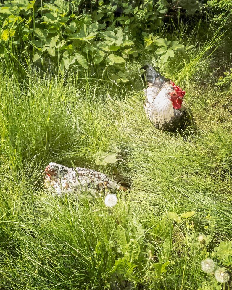 Chicken and a rooster on a free grazing in the green grass. photo
