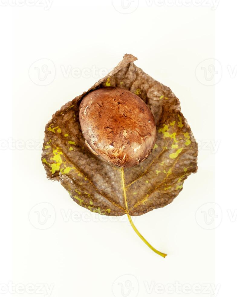Forest mushroom on a dry leaf on a white background. photo