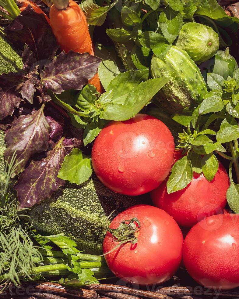 Farm vegetables in a basket, tomatoes, cucumbers, zucchini, carrots, parsley, dill and basil photo