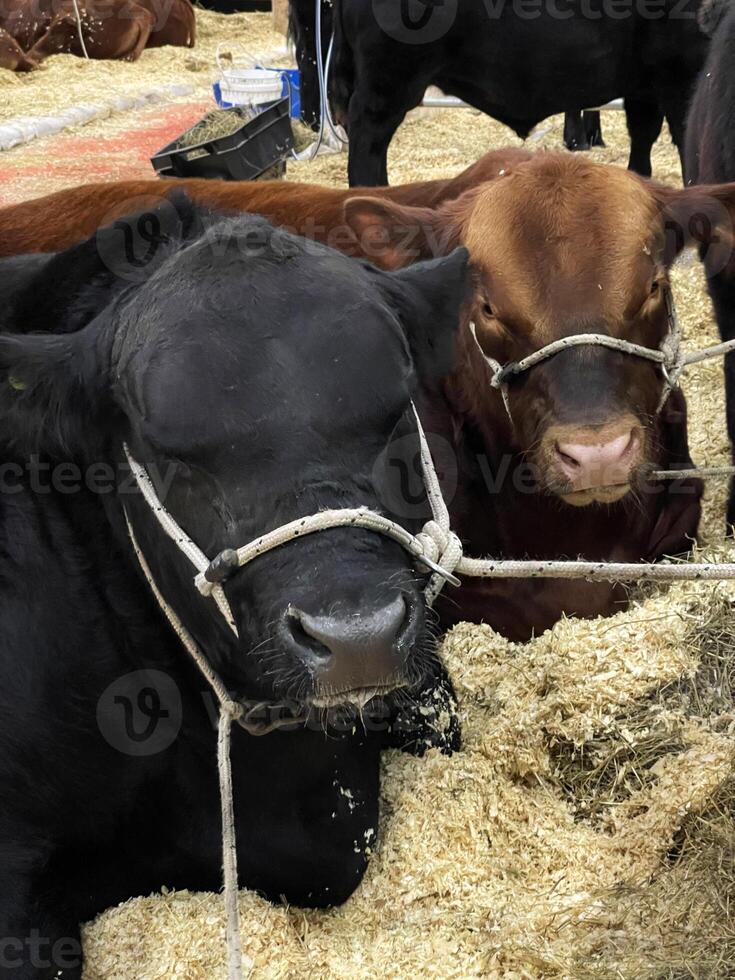 Competition of cows and bulls at the Agricultural Exhibition, Buenos Aires, Argentina photo