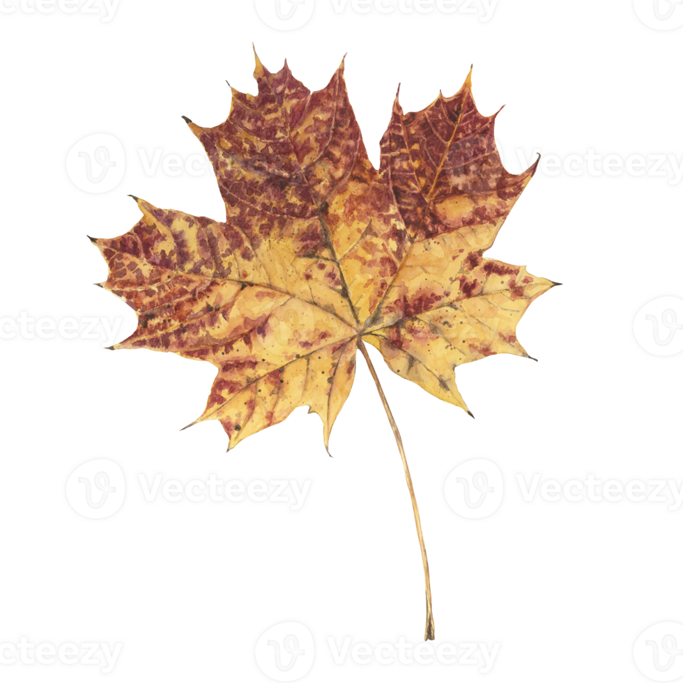 Single maple autumn leaf. Hand drawn detailed botanical illustration. Aquarelle design element for printing, textile, invitation, occasion, card png
