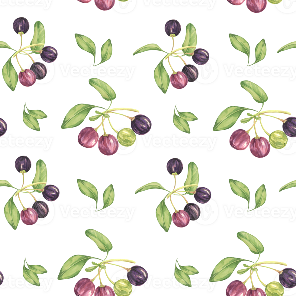 Seamless pattern with maqui berries and leaves. Hand drawn watercolor illustration of Chilean wineberry plant Aristotelia chilensis design elements for printing,packaging, apparel, textile,cards png
