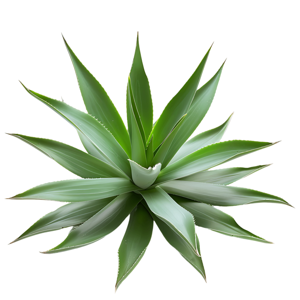 Agave Shawii x Attenuata Tree Isolated on Transparent png