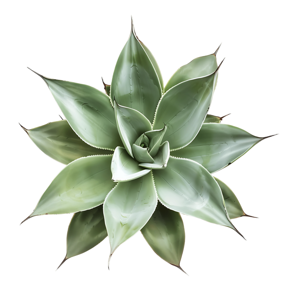 Isolated Agave Shawii x Attenuata on Transparent Background png