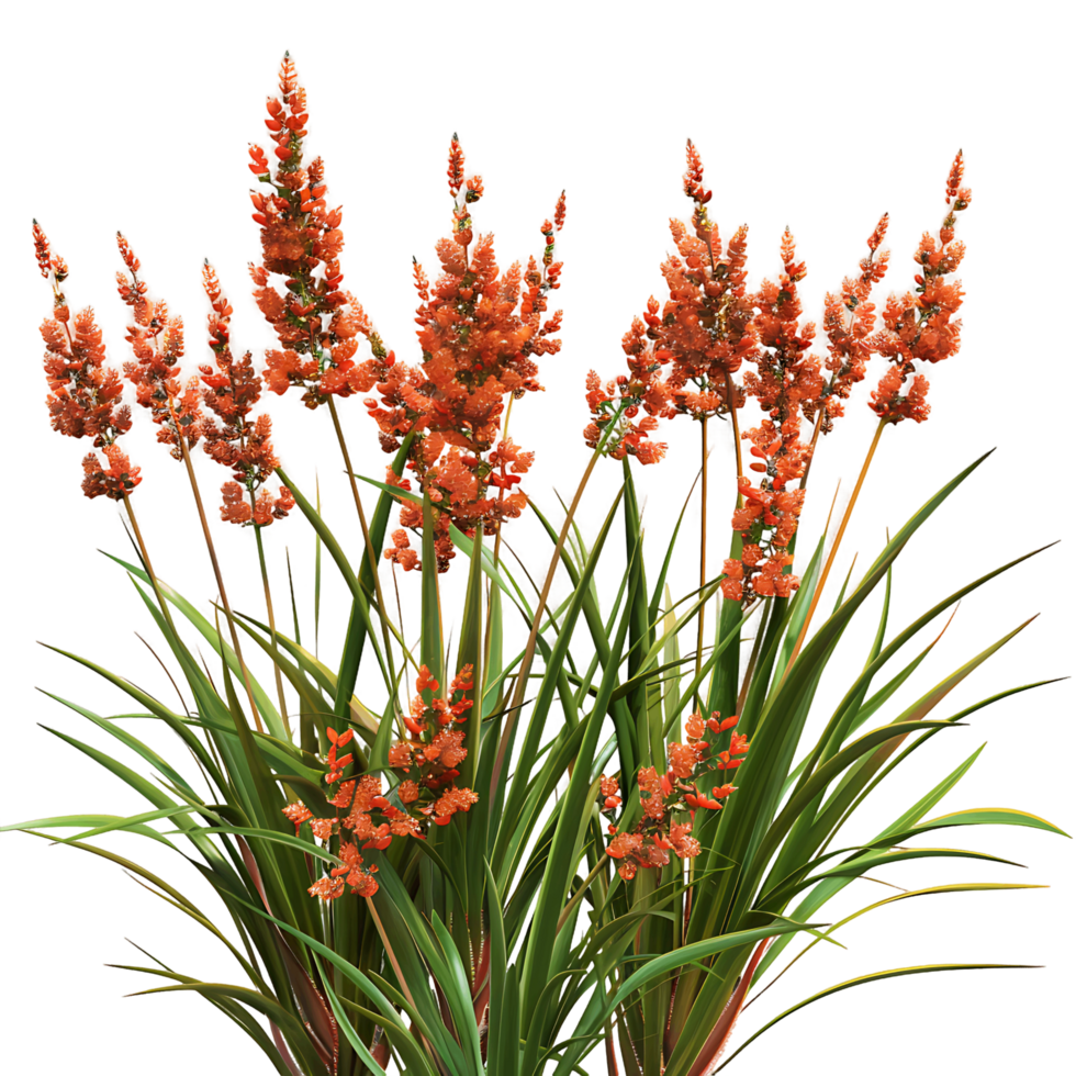 Hesperaloe Parviflora Bush Isolated on Clear Background png