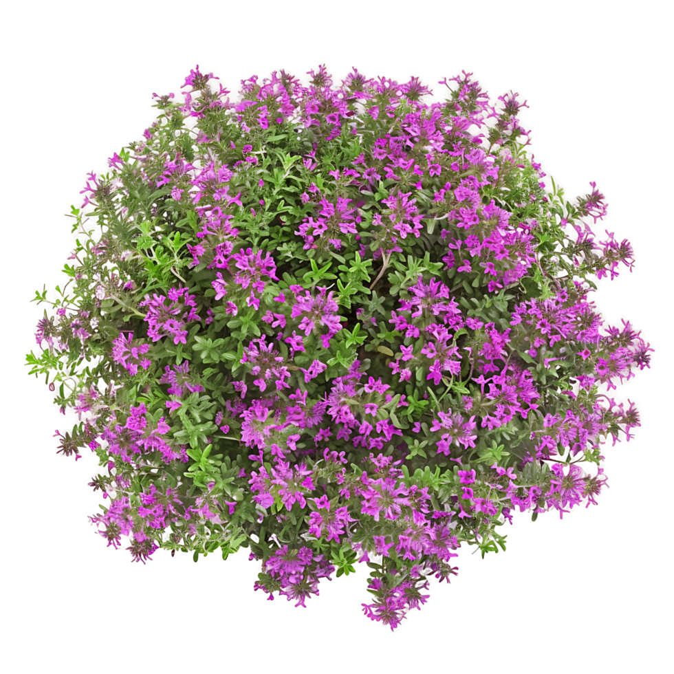 Thymus Serpyllum Bush on Clear Background png