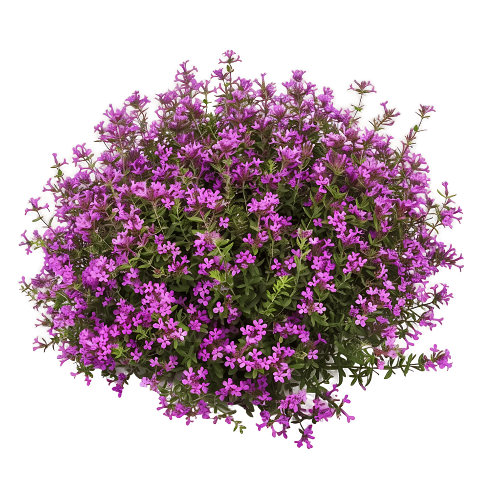 Thymus Serpyllum Bush on Transparent Background png
