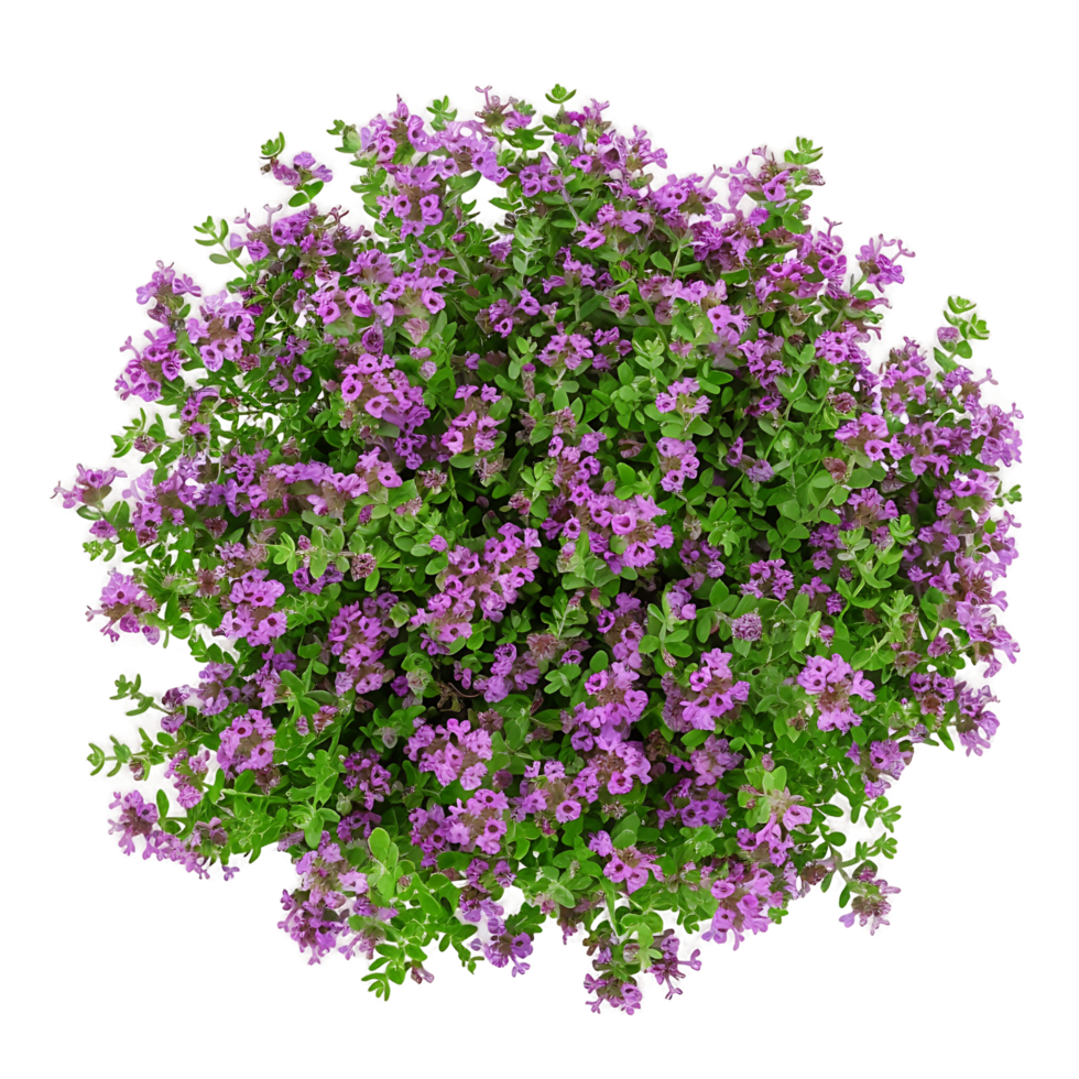 Thymus Serpyllum Bush Isolated on Transparent Background png