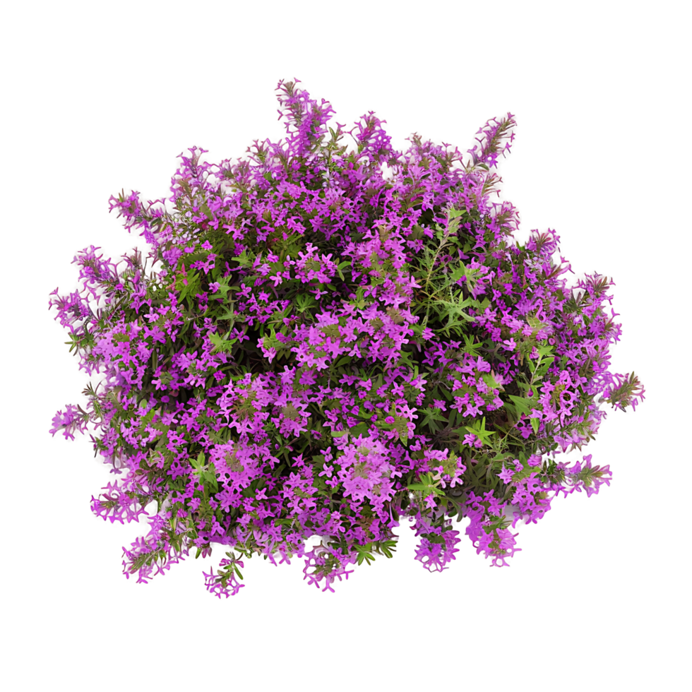 Thymus Serpyllum Bush Isolated on Transparent png