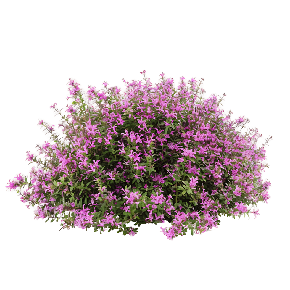 Thymus Serpyllum Bush on Clear Background Cutout png