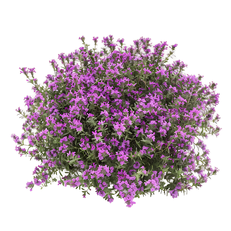 Thymus Serpyllum on Transparent Background Cutout png