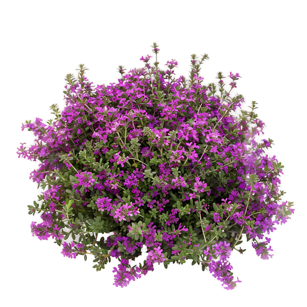Thymus Serpyllum Bush with Transparent Background png