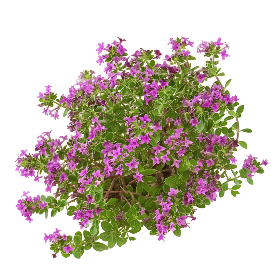 Thymus Serpyllum on Transparent Background png