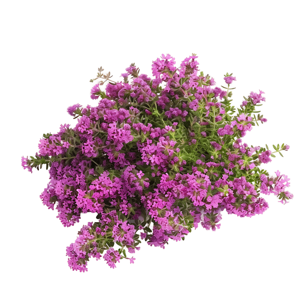 Thymus Serpyllum Bush on Transparent Background png