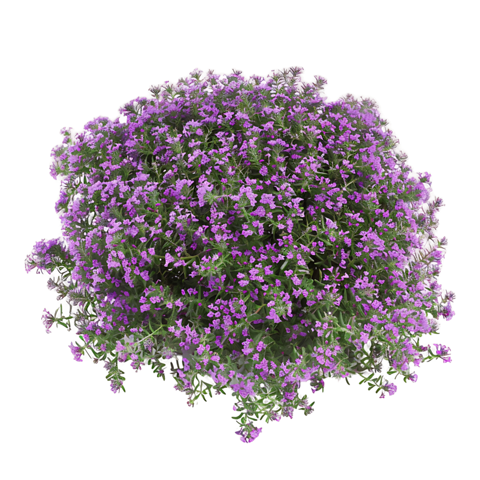 Thymus Serpyllum Bush on Transparent Background Cutout png