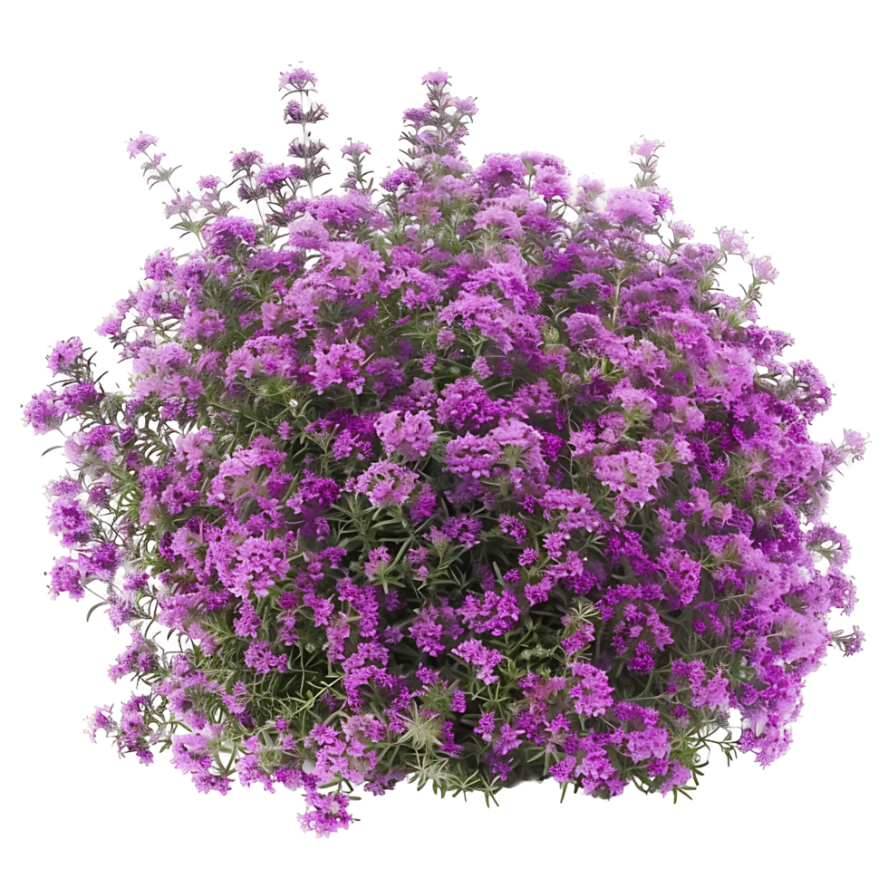 Thymus Serpyllum Bush Isolated on Transparent png