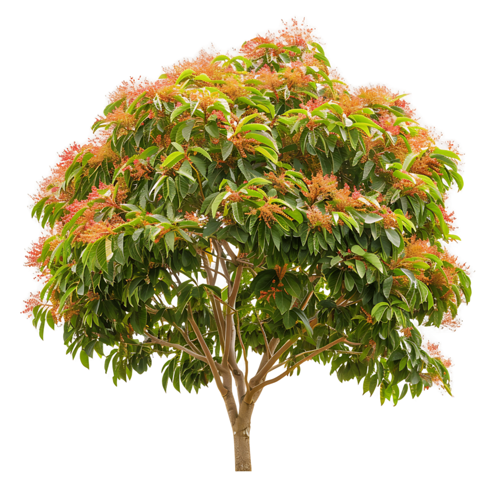 Saraca Asoca on Transparent Background png