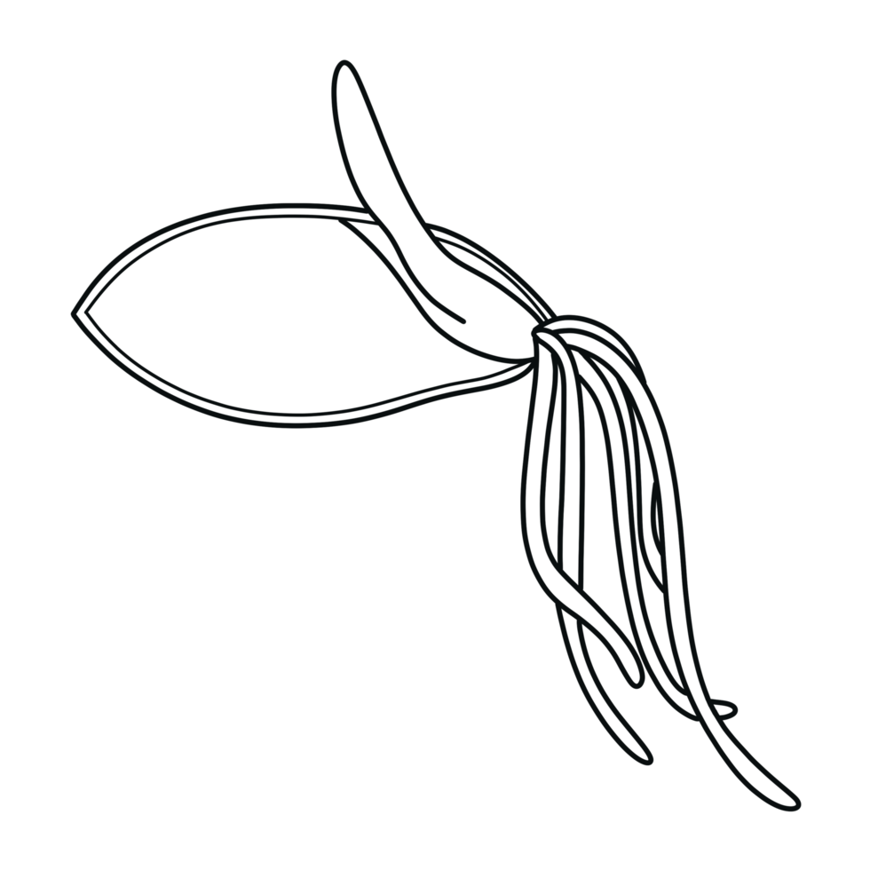 Germinated seed structure illustration by hand drawn png