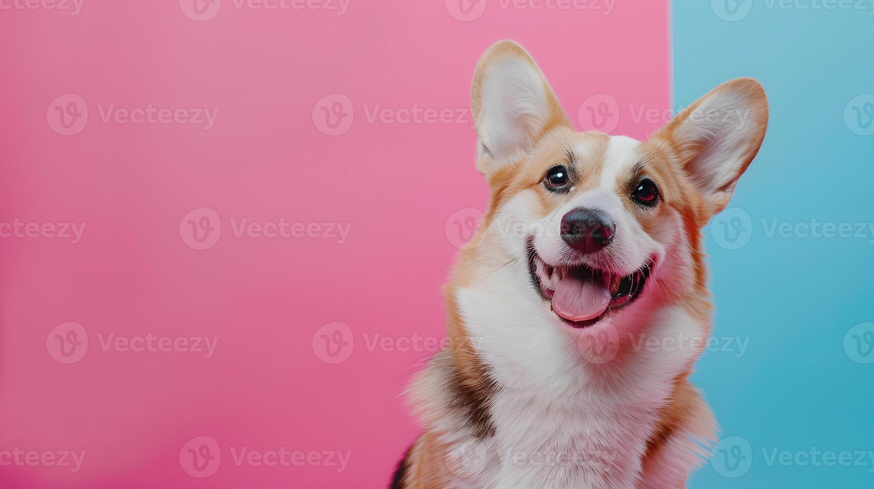 Portrait of a corgi dog on a colored background, pet. Neural network photo