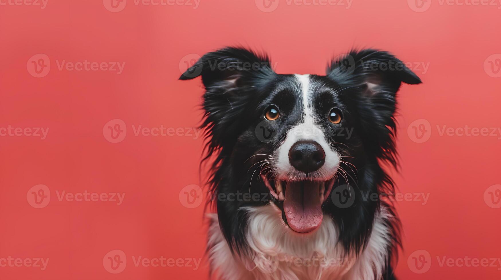 Portrait of a border collie dog on a colored background. Neural network photo