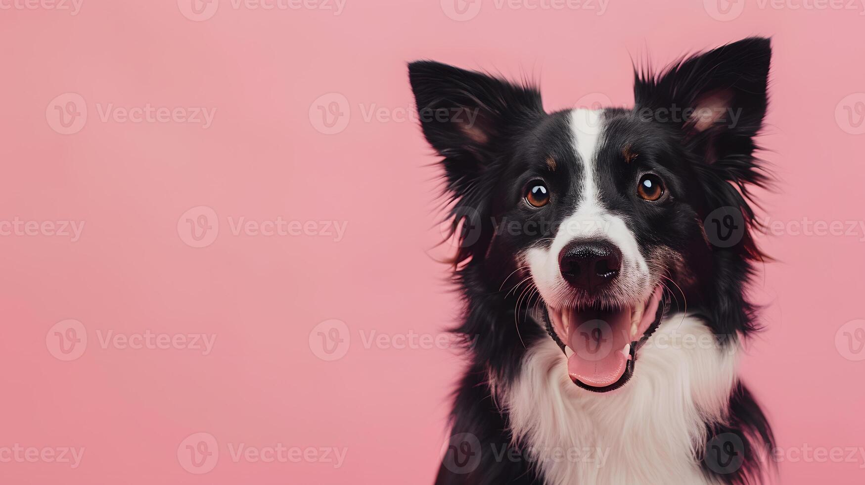 Portrait of a border collie dog on a colored background. Neural network photo
