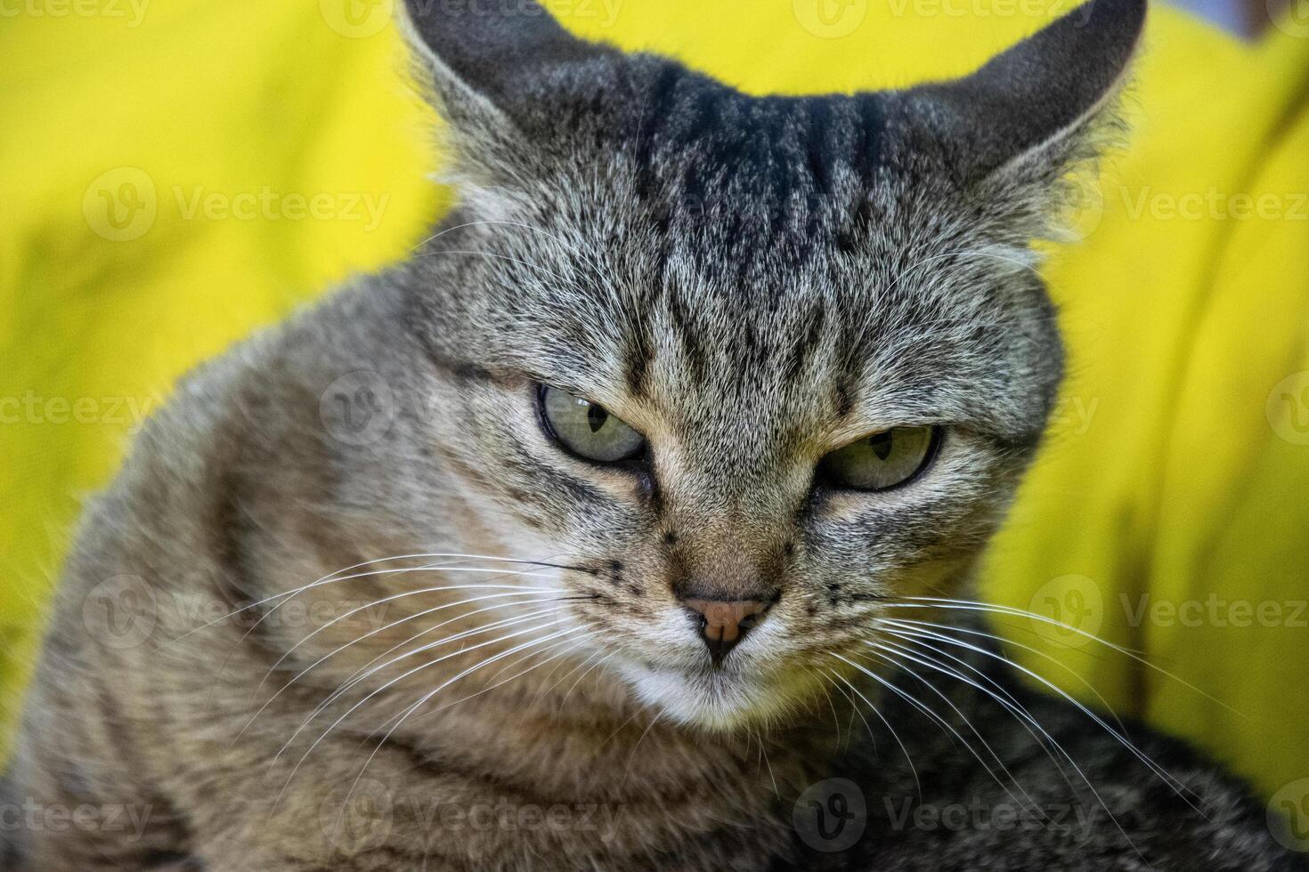 Cat portrait for mem a close-up portrait of a tabby cat with green eyes looking intently at the camera. The cat is sitting on a yellow surface, and its fur is a mix of gray and brown. photo