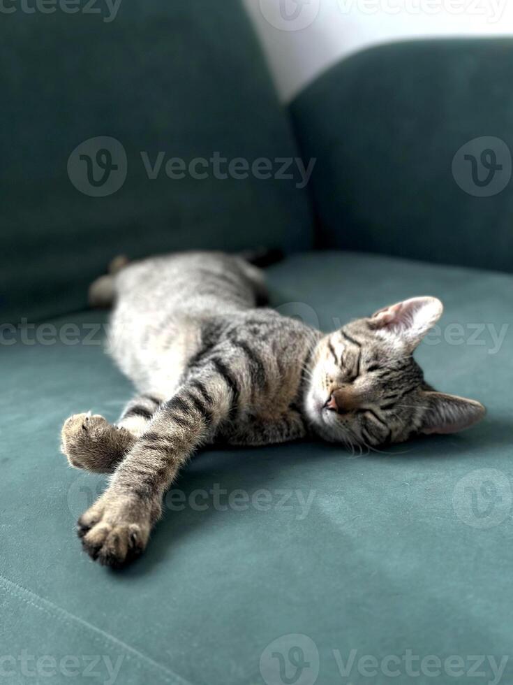 Cat sleeping peacefully on a dark green couch. The cat has striped fur with various shades of grey and brown. photo