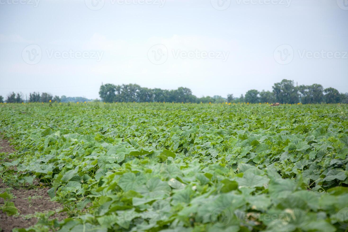 Expansive Green Crop Field Under Cloudy Sky photo