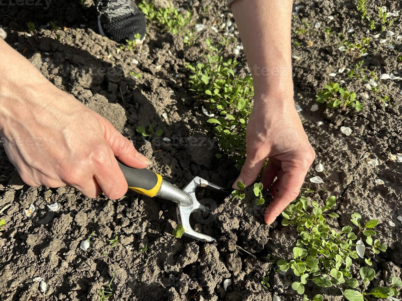 A person is planting with a fork in the soil, partaking in agricultural work photo