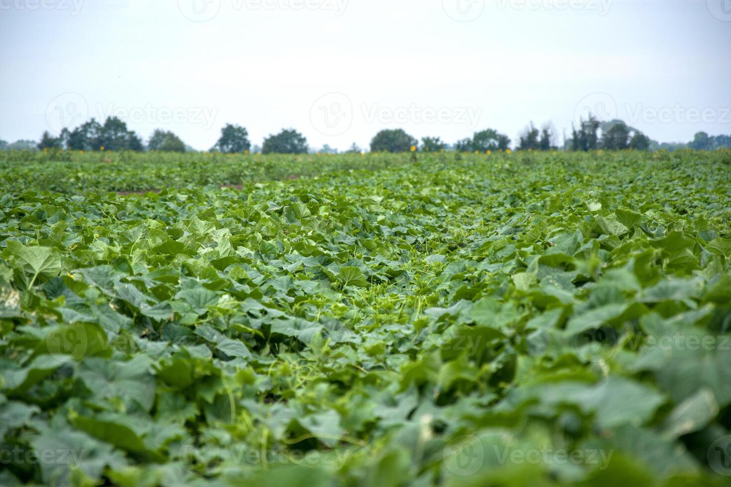 Field filled with green leaf vegetables growing as groundcover photo