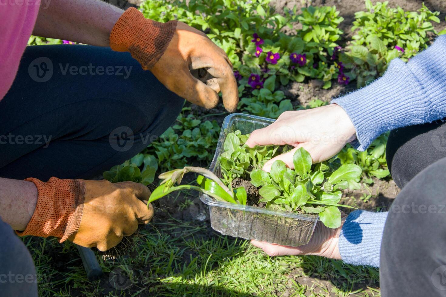 A couple is planting shrubs and leaf vegetables in a garden photo