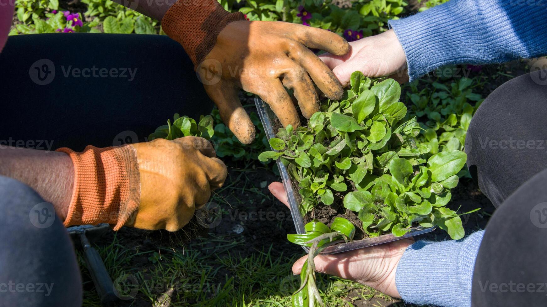 Two people with gloved hands planting leaf vegetables in a natural garden photo